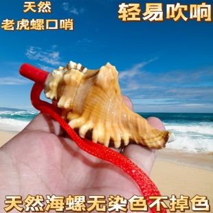 天然海螺号喇叭口哨儿童吹号玩具小螺号创意礼物大海螺号角