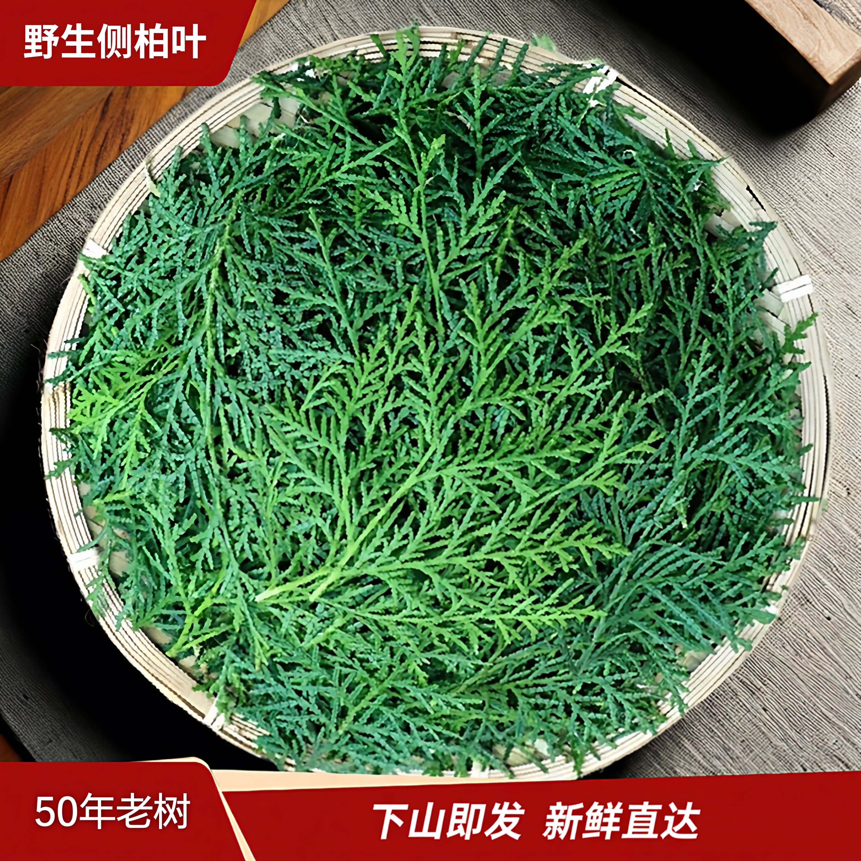 新鲜现摘侧柏叶纯野生扁柏树叶洗头发养发护发柏树枝叶泡酒熏腊肉