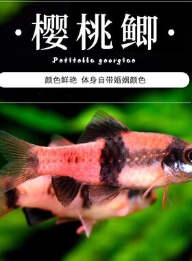 樱桃鲫鱼原生冷水鱼热带鱼淡水观赏鱼大帆熊猫鲫黑宝石活体