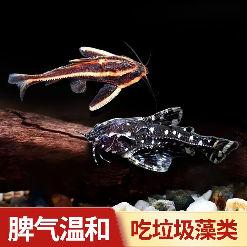 哭猫鱼笑猫鱼繁星猫白金豹皮鱼底层工具鱼清理残渣