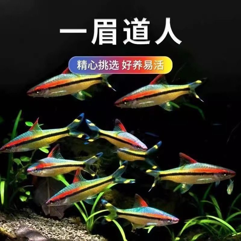 一眉道人鱼红眉鱼小型淡水草缸灯科鱼热带观赏鱼活体群游