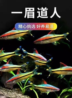 一眉道人鱼红眉鱼小型淡水草缸灯科鱼热带观赏鱼活体群游