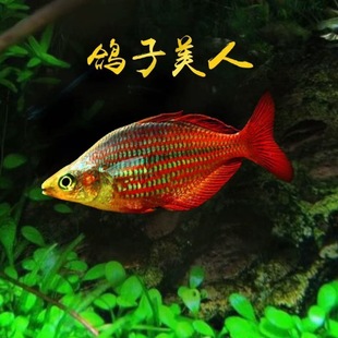 鸽子美人鱼热带鱼观赏鱼红尾电光二线刚果鱼红苹果活体
