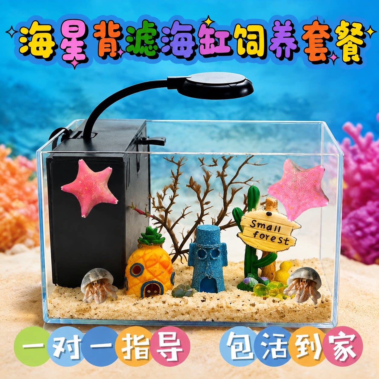 网红海星海洋爬宠豪华海星饲养套餐背滤海缸过滤桌面迷你儿童礼物