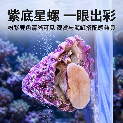 紫底星螺海水螺海缸除藻吃藻观赏螺净化海缸吃藻金环宝螺水族宠物