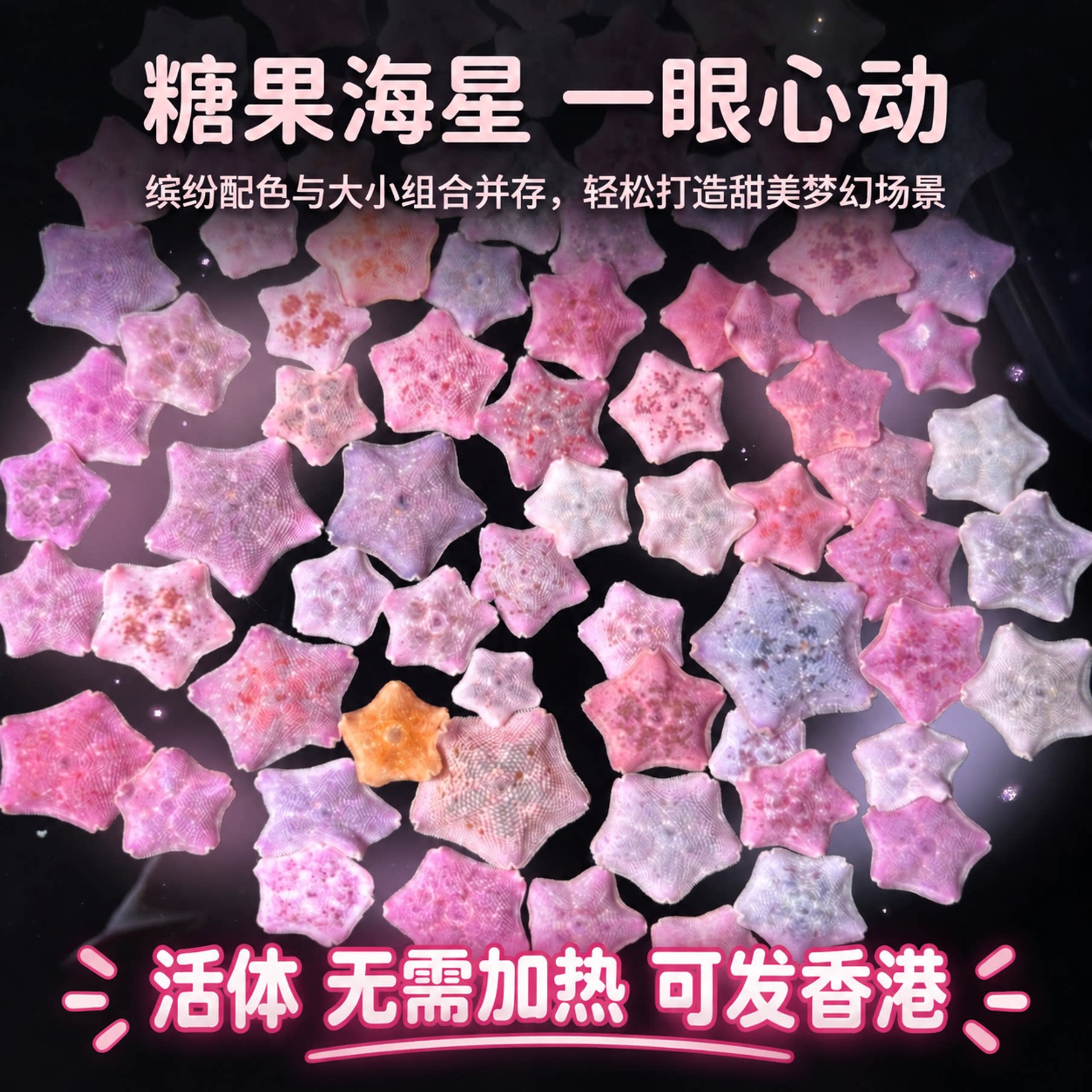 海燕海星小宠物海缸活体动物派大星迷你海洋生物清洁水母活物粉色