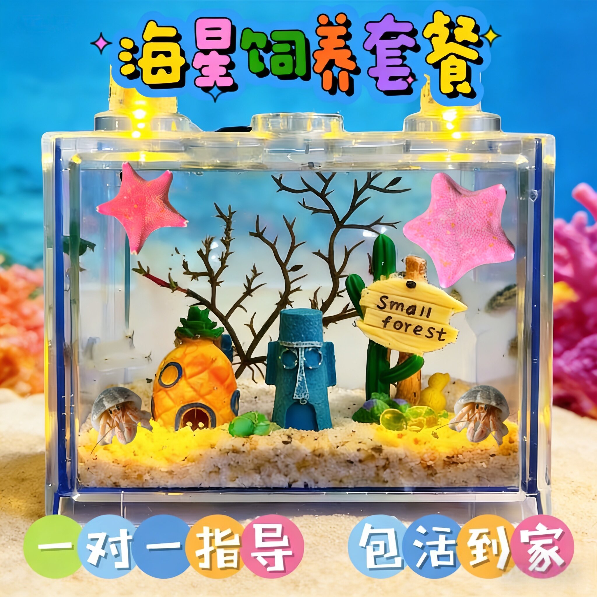 网红海星海洋爬宠豪华海星饲养套餐桌面迷你观赏懒人宠物儿童礼物