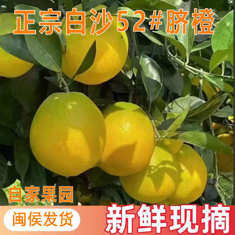 正宗闽侯白沙脐橙薄皮橙子