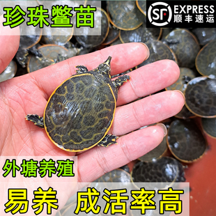 珍珠鳖苗小甲鱼深水龟鳖活体鱼缸混养观赏甲鱼苗养殖场发顺丰包活