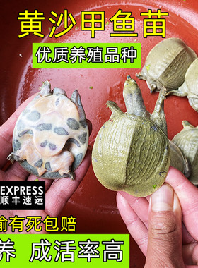 甲鱼苗100只广西黄沙甲鱼苗外塘小水鱼活苗批发鲜活体团鱼发顺丰
