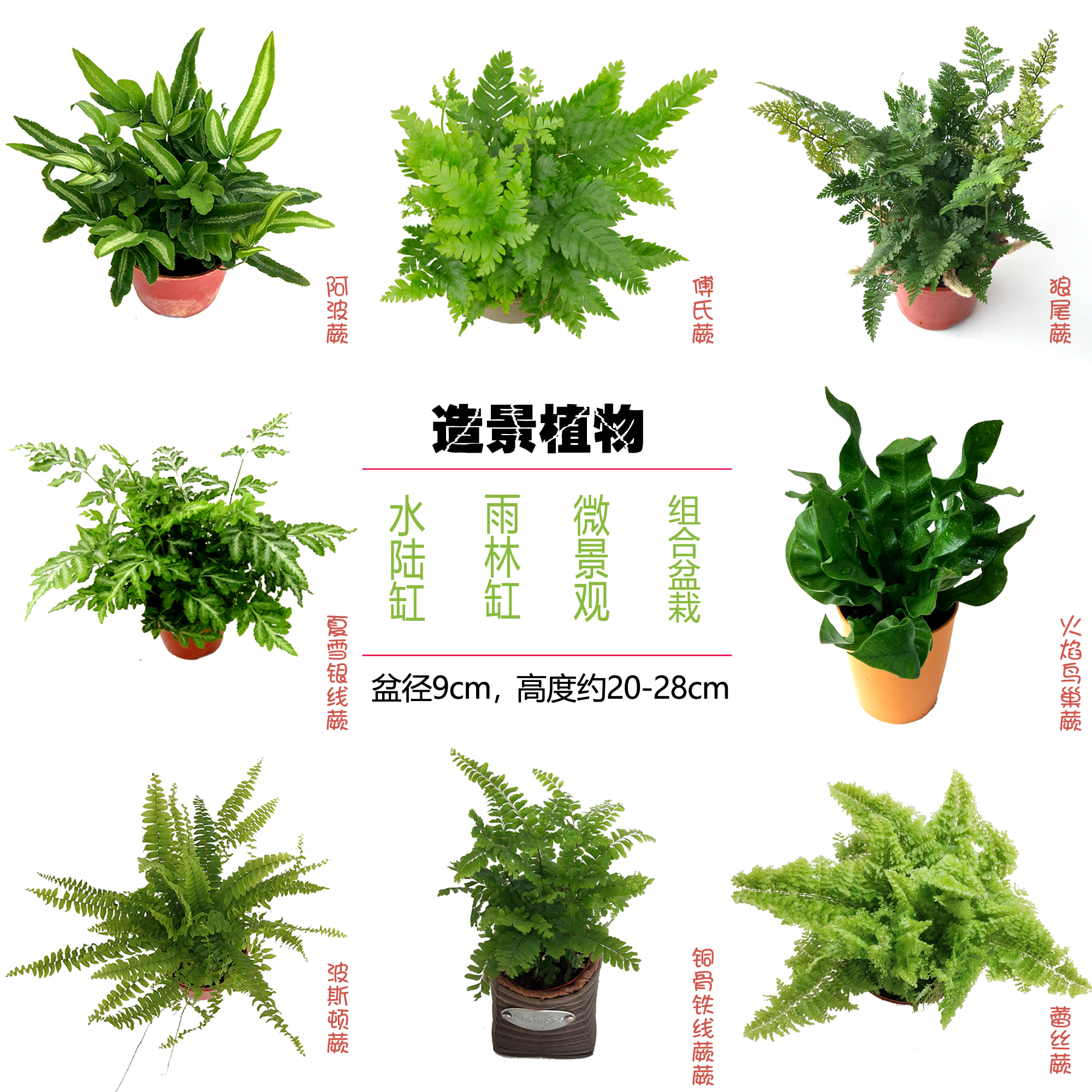 蕨类植物室内盆栽玛丽莎蕨吸甲醛