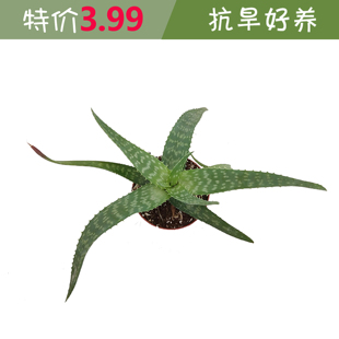 成都发货多肉植物芦荟小盆栽抗旱绿植室内美容养颜吸甲醛净化空气