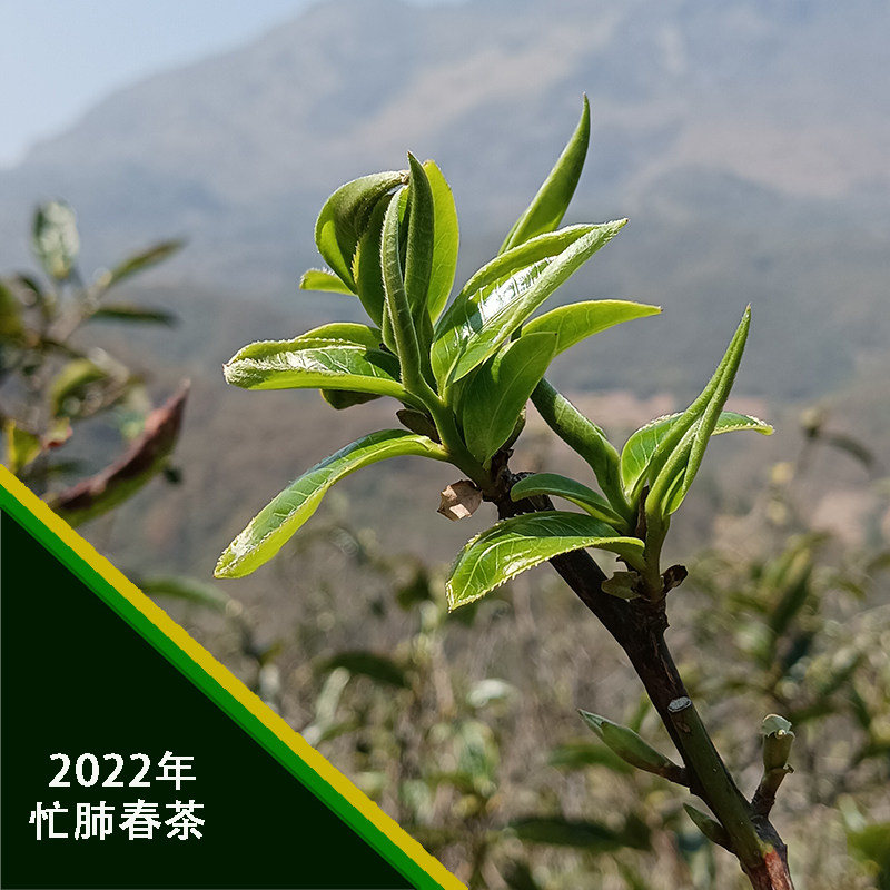 2022年春茶普洱茶忙肺古树茶明前茶头春茶农家手工茶散茶包邮散装