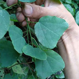 野生云南中草药包邮