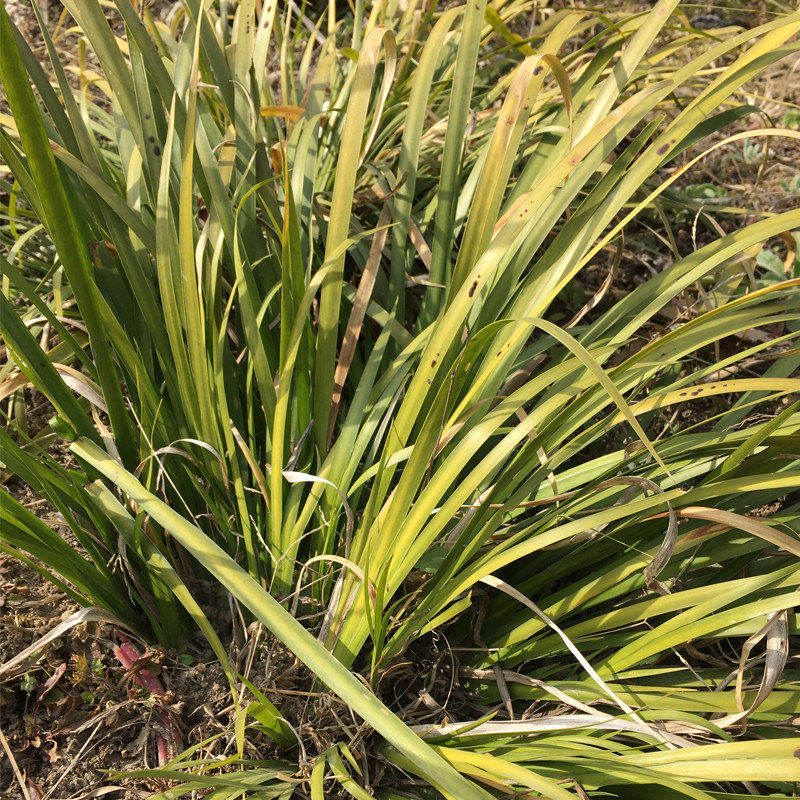 新鲜野石菖蒲1500g散装3斤连根带叶石九节根菖蒲