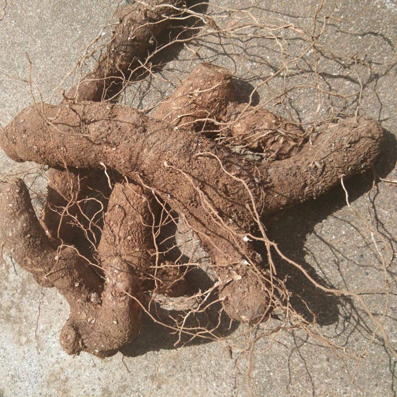 秦岭深山现挖新鲜生野火头根中草药材黄姜火藤根盾叶薯蓣5斤散装