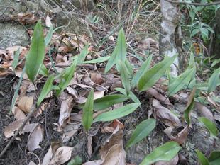 新鲜正宗中草药材野小叶石苇连根带叶刀口药石伟100g散装金星草