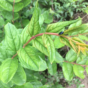 秦岭野生马桑树根千年红树干新鲜中药材1000g现采现发中药材2斤装