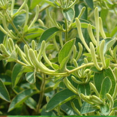 秦岭安康野生金银花中药材忍冬天然药食同源散装500g农家自采