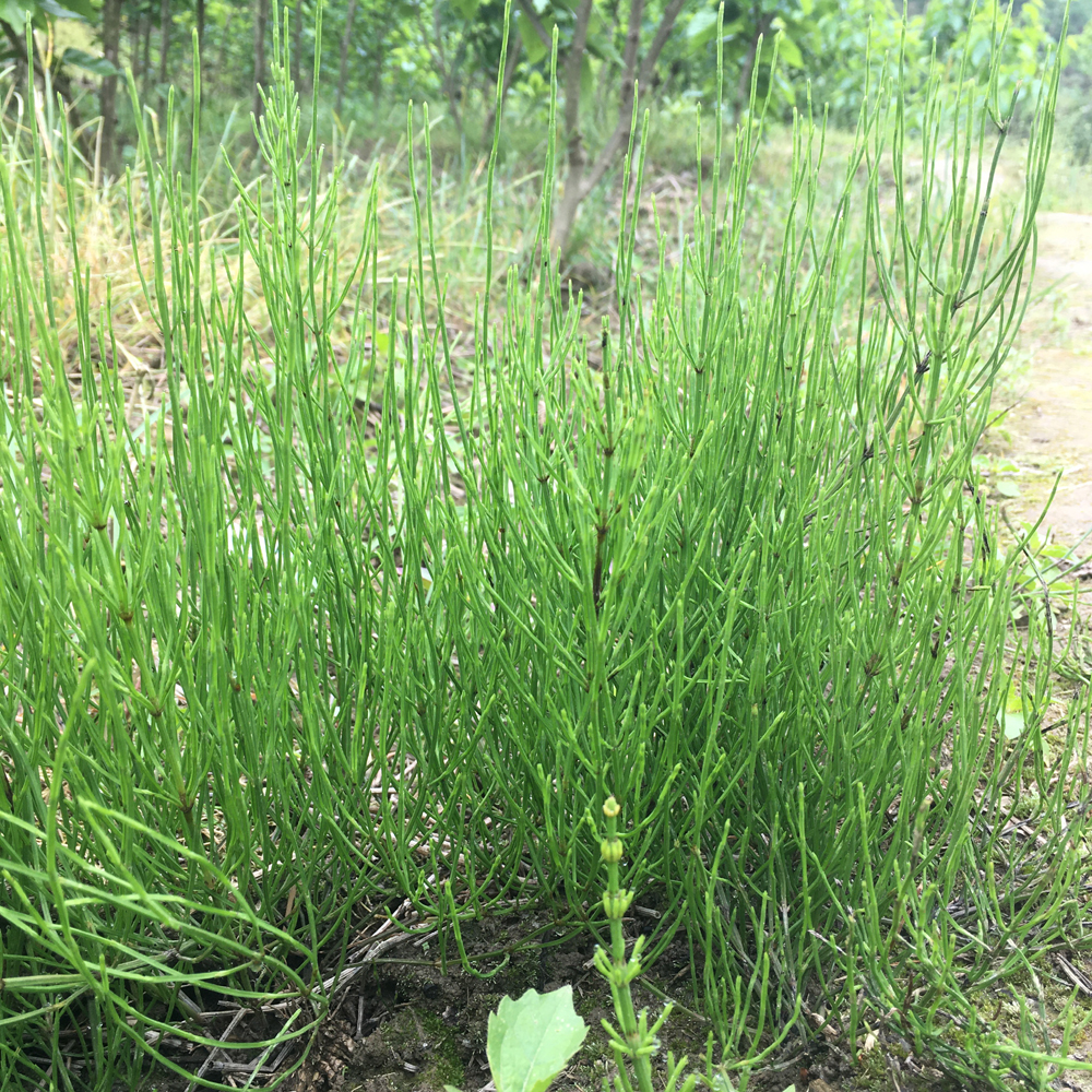 秦岭新鲜节节草木贼草中草药材