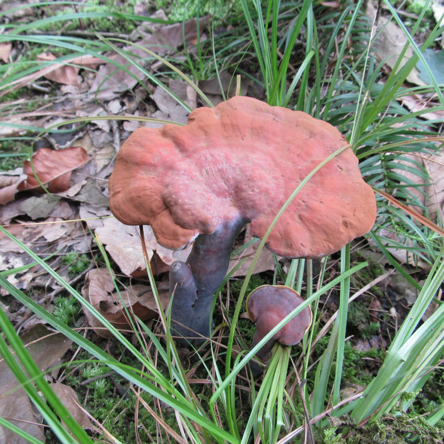 秦岭林芝新鲜赤灵芝散装