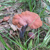 秦岭深山新鲜野生林芝300g克散装 整枝中草药材正宗赤灵芝