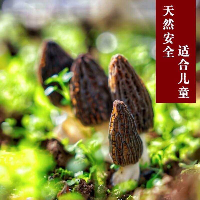 26年羊肚菌干货 头茬特选四川深山干羊肚菇无污染 剪柄六妹100g