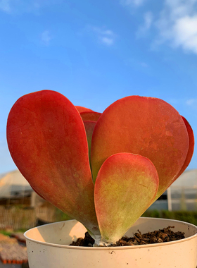 唐印 到货黑腐包赔 实物拍摄云南露养精品红色小老桩向阳多肉植物