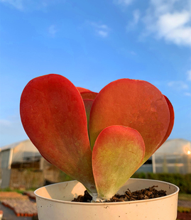 唐印 实物拍摄云南露养精品红色小老桩向阳多肉植物 到货黑腐包赔