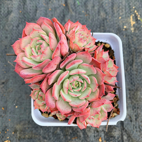 劳伦斯教师节礼物包邮天然露养