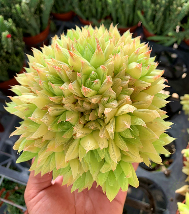 黄金凝脂菊 宝草玉露 百合科十二卷室内好养好易过冬观赏多肉植物