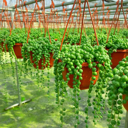 佛珠情人泪吊篮 云南基地包邮带盆发货 悬挂垂吊室内多肉植物
