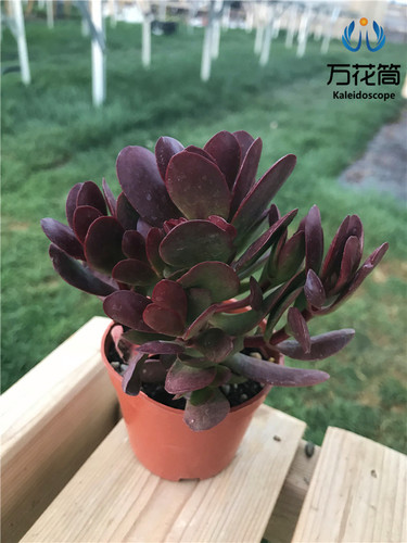 多肉植物群生带桩紫蝶克拉夫萌物