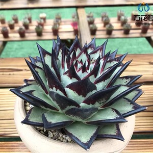 乌木/黑檀汁 云南露养精品东云多肉植物 阳台庭院四季好趣味美观