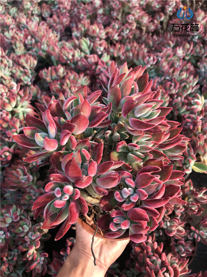 锦晃星 红兔耳 云南露养群生木质化老桩多肉植物 净化空气防甲醛