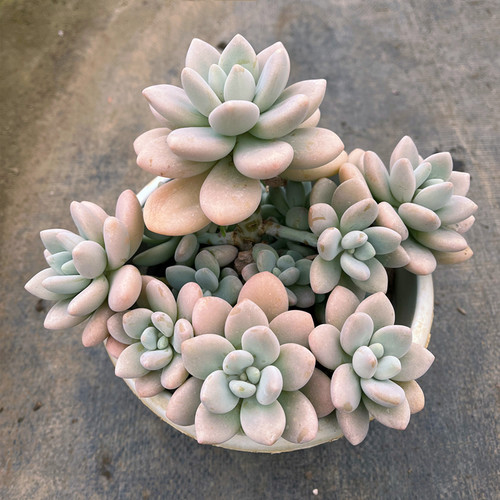 万花筒多肉洛神肥嘟嘟好养