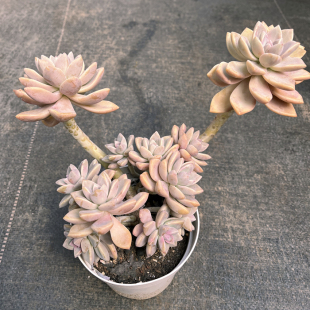 四季 淡雪 大棵群生老桩清棚多肉植物组合 包邮 好养易活 幽灵公主