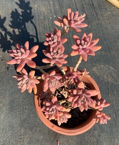 多肉秋丽价格 多肉秋丽图片 星期三