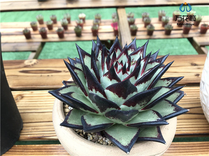 乌木/黑檀汁 云南露养精品东云多肉植物 阳台庭院四季好趣味美观