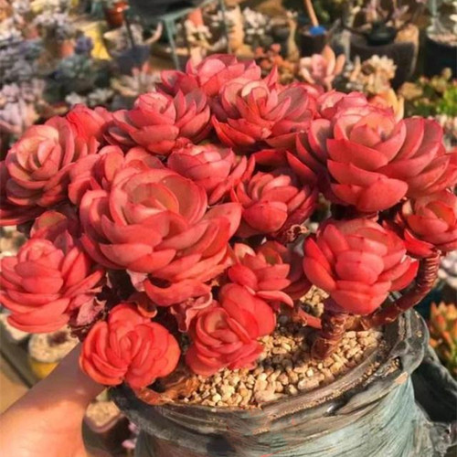 小叶秀妍精品老桩整桩多肉植物