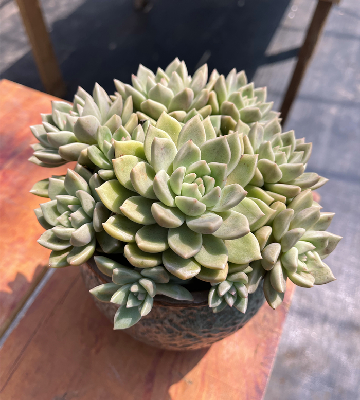 黄金璀璨 黑腐包赔整桩群生多肉植物 新手好养阳台防辐射趣味盆栽