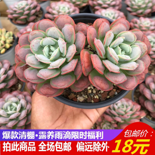 雨滴多肉植物老桩价格 雨滴多肉植物老桩图片 星期三 雨滴多肉植物老桩价格 雨滴多肉植物老桩图片 星期三