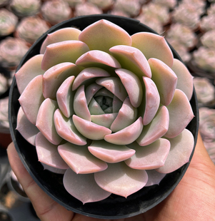 新手好养好度夏 粉嘟嘟肥厚萌物绿植 纯爱 单头精品韩系多肉植物