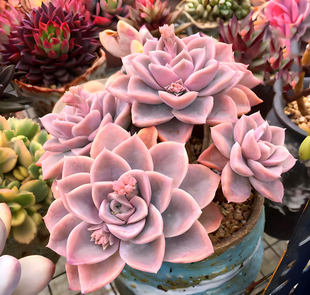 哈里沃森 精品进口韩系多肉植物大株群生 耐旱抗寒好看园艺绿植