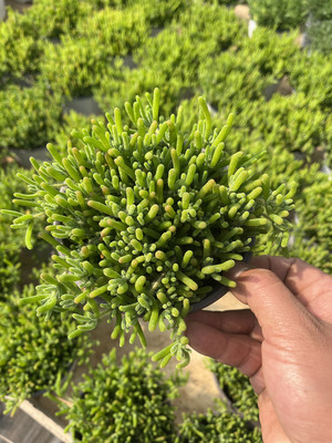 枝干番杏 奔龙 开花超好看 带盆发货多肉植物 办公室桌面花卉绿植