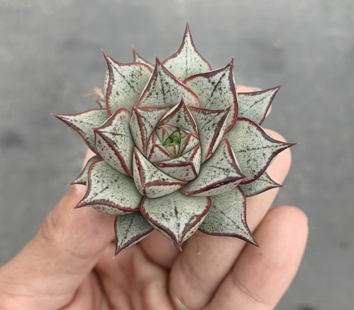 正版白和锦 百合锦 开学礼物精品控养进口韩系肥嘟嘟萌物多肉植物