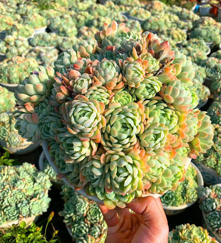 日系冰梅 新品包邮化水包赔 云南精品清棚大型群生多肉植物组合