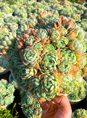 群生冰梅 包邮化水包赔 云南精品清棚大颗多肉组合 懒人好养植物