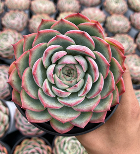 侧影 办公室阳台盆栽新手好养好度夏 大单头莲花科属红边多肉植物