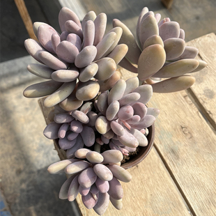 桃美人 景天科肥嘟嘟老桩多肉植物新手精品组合室内庭院趣味萌物